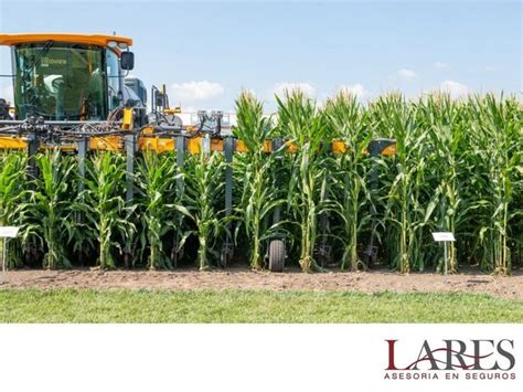 Seguros Para El Cultivo Lares Nuestro Compromiso M S Grande En Lares