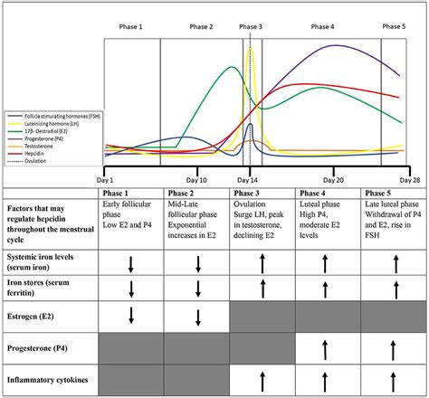 Menstrual Cycle Hormones Inhibin