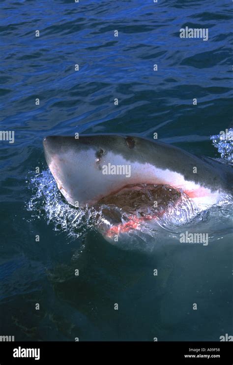 Great white shark South Africa Stock Photo - Alamy