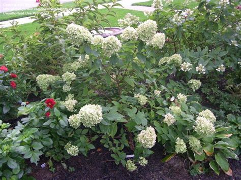 Panicle Hydrangea, Tree Hydrangea 39;Limelight39; Hydrangea paniculata ...