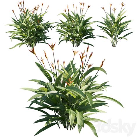 Heliconia Psittacorum Outdoor D Model