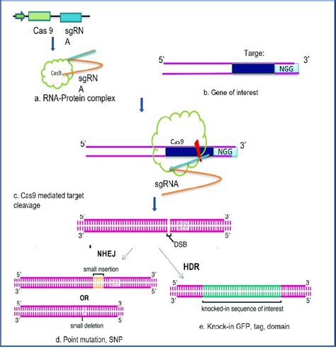 2 Targeted Mutagenesis Using Crisprcas9 A The User Generated Cas9