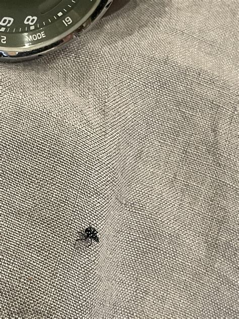 White Spotted Bug In Nyc Rwhatisthisbug