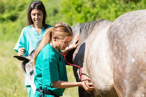 Is A Vet Tech Career Right For You