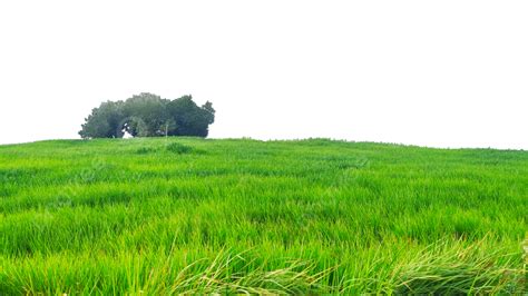 Grassy Field Background