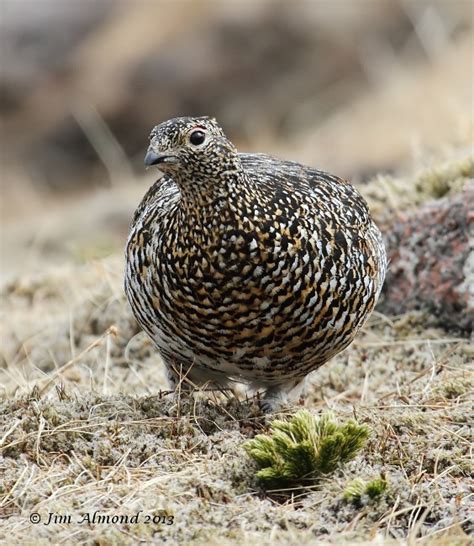 Species Gallery - Ptarmigan