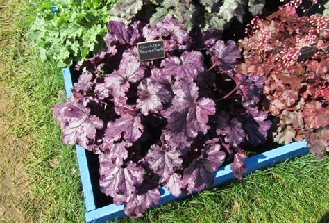 Гейхера Форевер Перпл 1 шт. – купить в питомнике Дирижер Сада