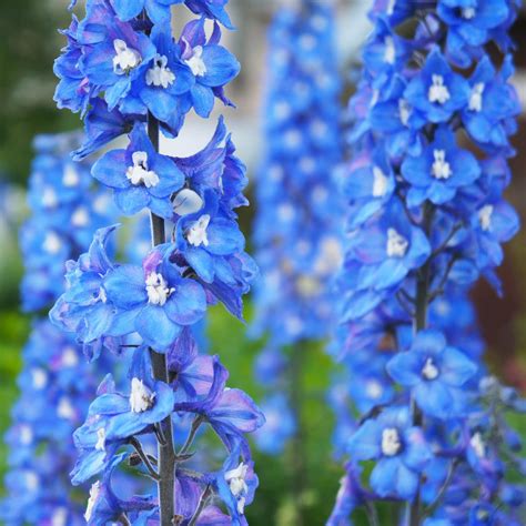 Delphinium Seed - Delphinium Cultorum Blue Bird Flower Seeds