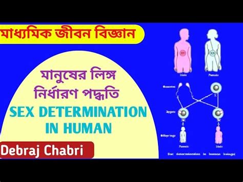 মনষর লঙগ নরধরণ পদধত Sex Determination In Human Class X L sc Debraj Chabri YouTube