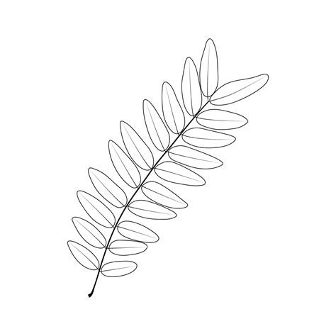 Premium Vector Compound Leaf Honey Locust Gleditsia Triacanthos