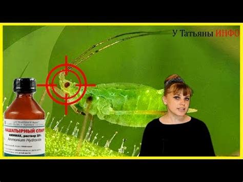 Тля на комнатных растениях: как избавиться, методы борьбы, народные ...