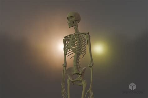 Full Human Skeleton Free 3d Model Blend C4d Dae Max Obj