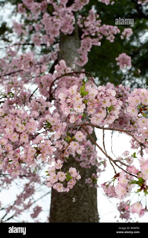 Yoshino Cherry Blossoms Prunus X Yedoensis Stock Photo Alamy