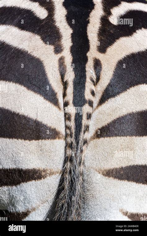 Striking Patterning And Contrast Reveals Itself In The Hind Quarters Of