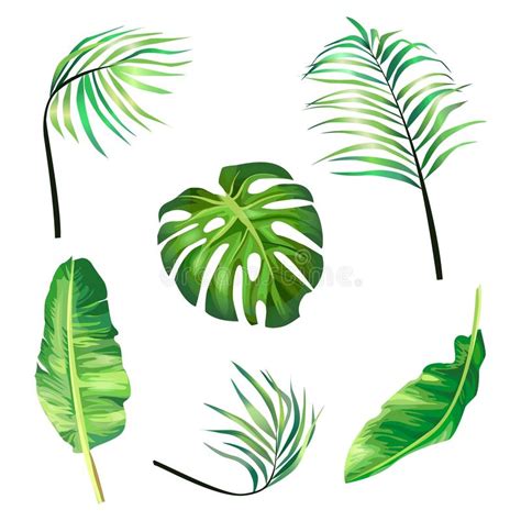 Set Of Botanical Illustrations Of Tropical Palm Leaves In A Realistic