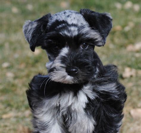 5 Reasons Why You Should Get A Mini Schnauzer Artofit