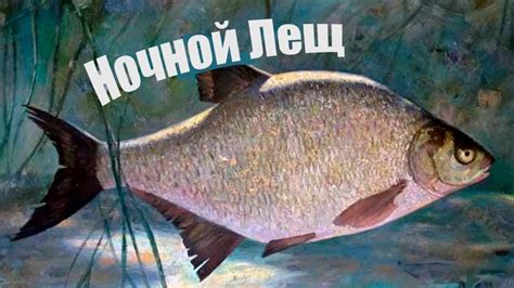 Почему самый крупный Лещ зимой ловится именно в сильный мороз? - YouTube