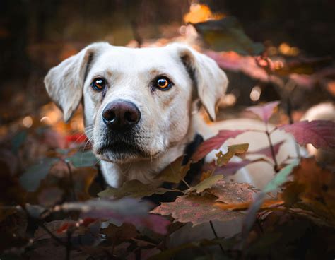 Fall Pet Photos Photos Download The Best Free Fall Pet Photos Stock