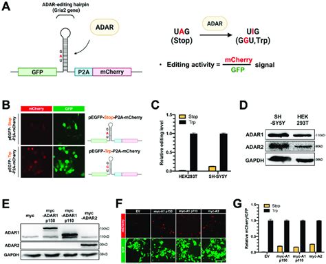 The Dual Fluorescence Reporter Dfr Assay Is Sensitive To Monitoring