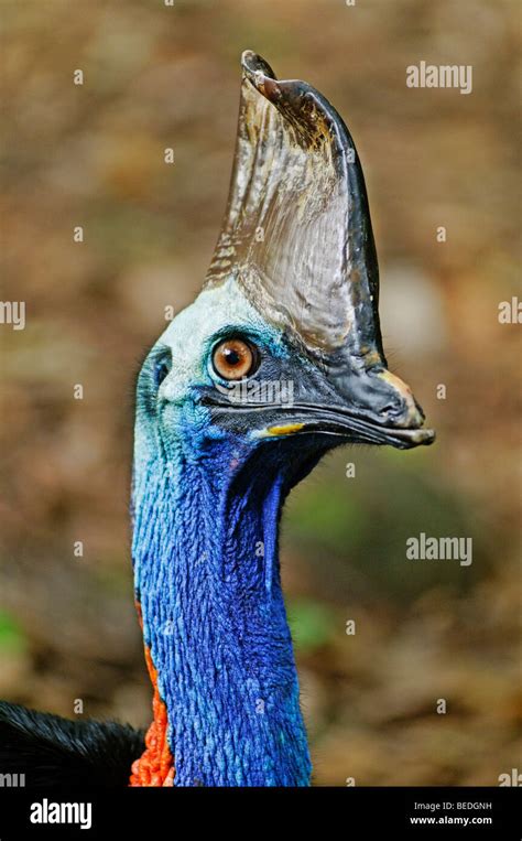 Southern Cassowary Casuarius Casuarius Portrait Queensland