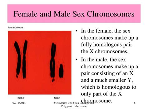 Ppt Chapter Sex Linkage And Polygenic Inheritance Powerpoint Presentation Id