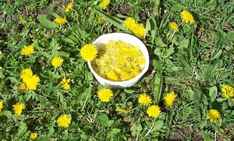 Варенье из одуванчиков / Едальня