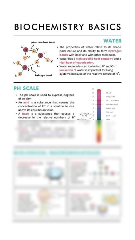 SOLUTION Biochemistry Basics Worksheet PH Scale Biological