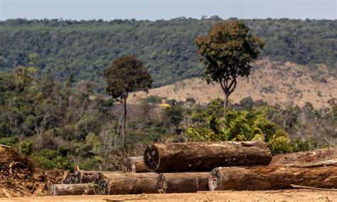 BNDES empresta R 29 mi para desmatadores da Amazônia financiarem