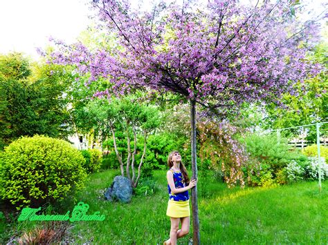 Плакучая яблоня.Декоративная яблоня.Фото.