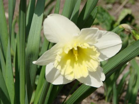 Premium Photo Narcissus Flowers Flower Bed With Drift Yellow White