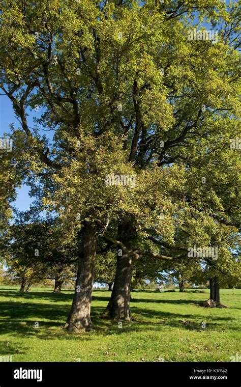 Oaks group hi-res stock photography and images - Alamy