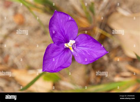 Purple Flag, Patersonia occidentalis, a wildflower species native to