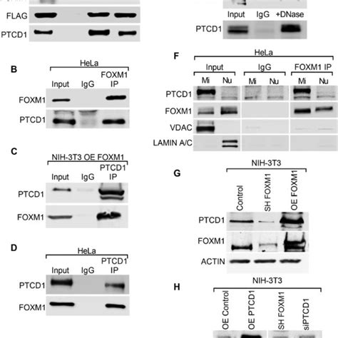 Mitochondrial Localization Sequence In FOXM1 Is Required For