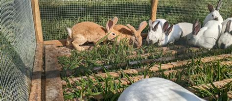 Meet Our Rabbits Cff Farm