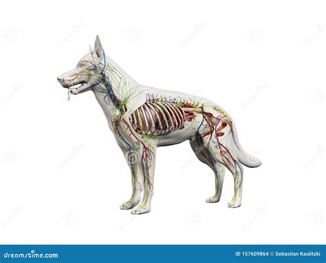 canine anatomy stock illustration cartoondealercom