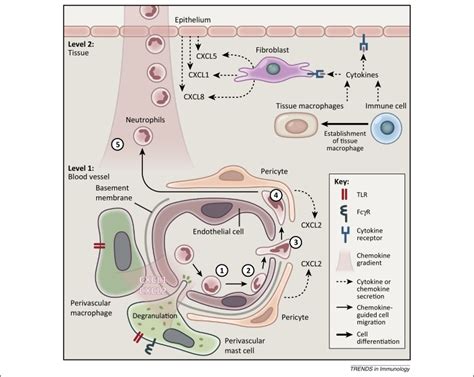 The Role Of Tissue Resident Cells In Neutrophil Recruitment Trends In