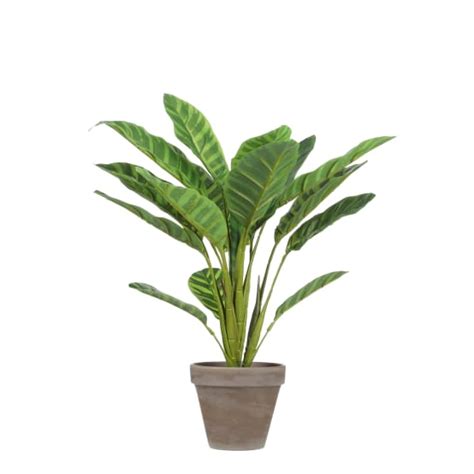 Mica Decorations Calathea artificiel en pot Ø 37 x H 38 cm Gamm vert