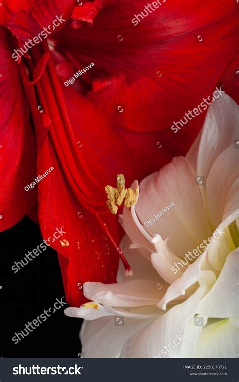 Beautiful Passionate Sex Royalty Free Images Stock Photos Pictures Shutterstock