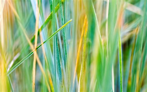 Grass Wallpaper Widescreen Hd