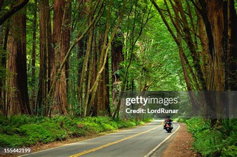 Avenue Of The Giants High-Res Stock Photo - Getty Images