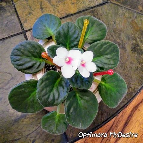 Optimara My Desire | African violets, Plants, Succulents
