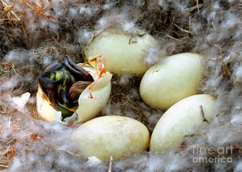 Canada Goose Eggs Photograph by Millard H. Sharp