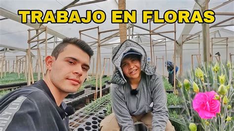 Así se trabaja en un CULTIVO de FLORES en Colombia YouTube