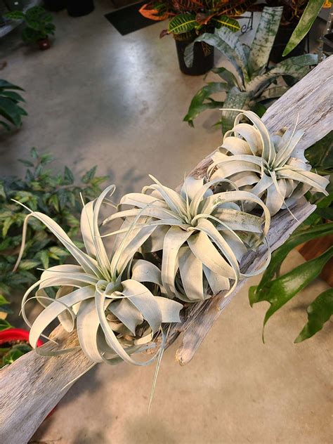 Tillandsia Xerographica | SeanWhite