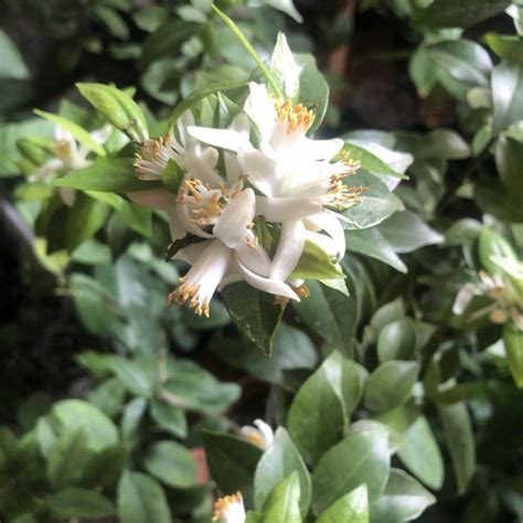 Лимоны, апельсины, мандарины – купить в Москве, цена 650 руб., дата ...