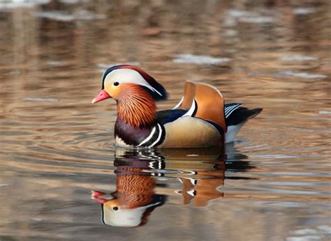 Утка Мандаринка: описание, где обитает, что едят, сколько живет