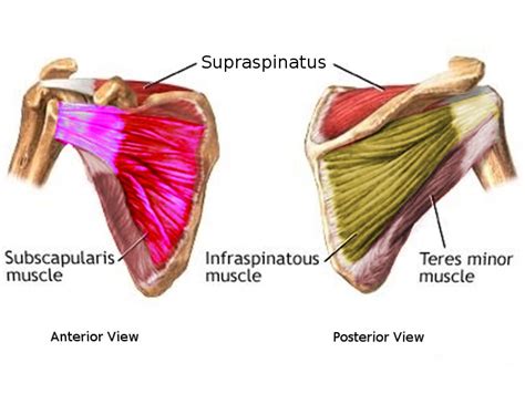 Figure Subscapularis Muscle Statpearls Ncbi Bookshelf