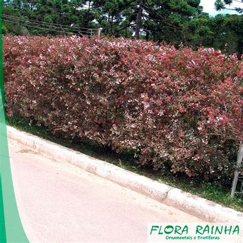 Fertilizante Para Rvores Frut Feras Flora Rainha