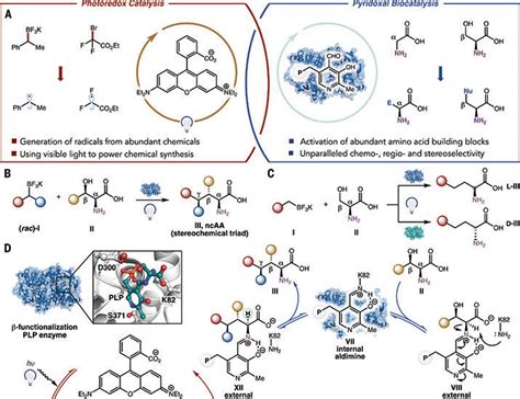 Stereoselective Amino Acid Synthesis By Synergistic Photoredox