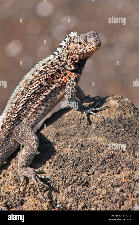 Las Islas Galápagos Ecuador Lagarto de lava Microlophus